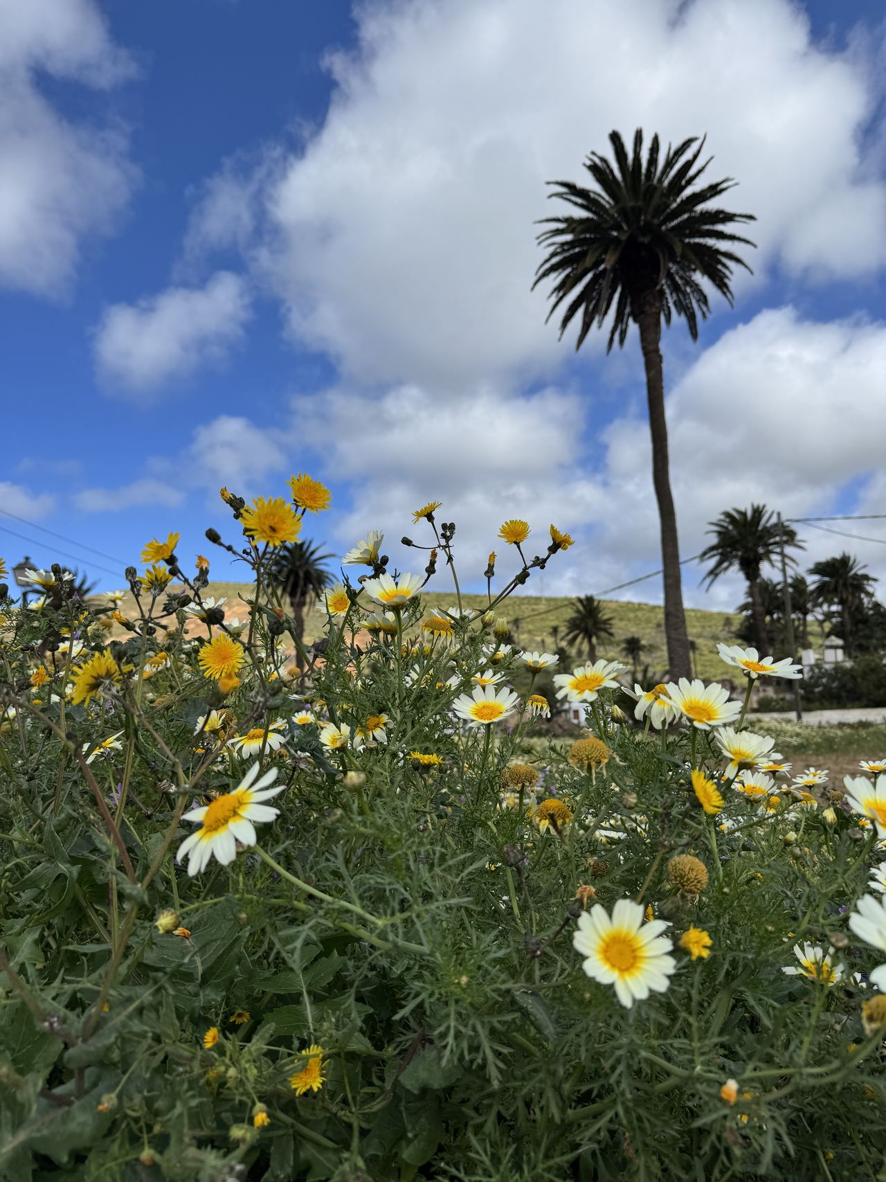 Palm trees and daisies in the valley of Haría