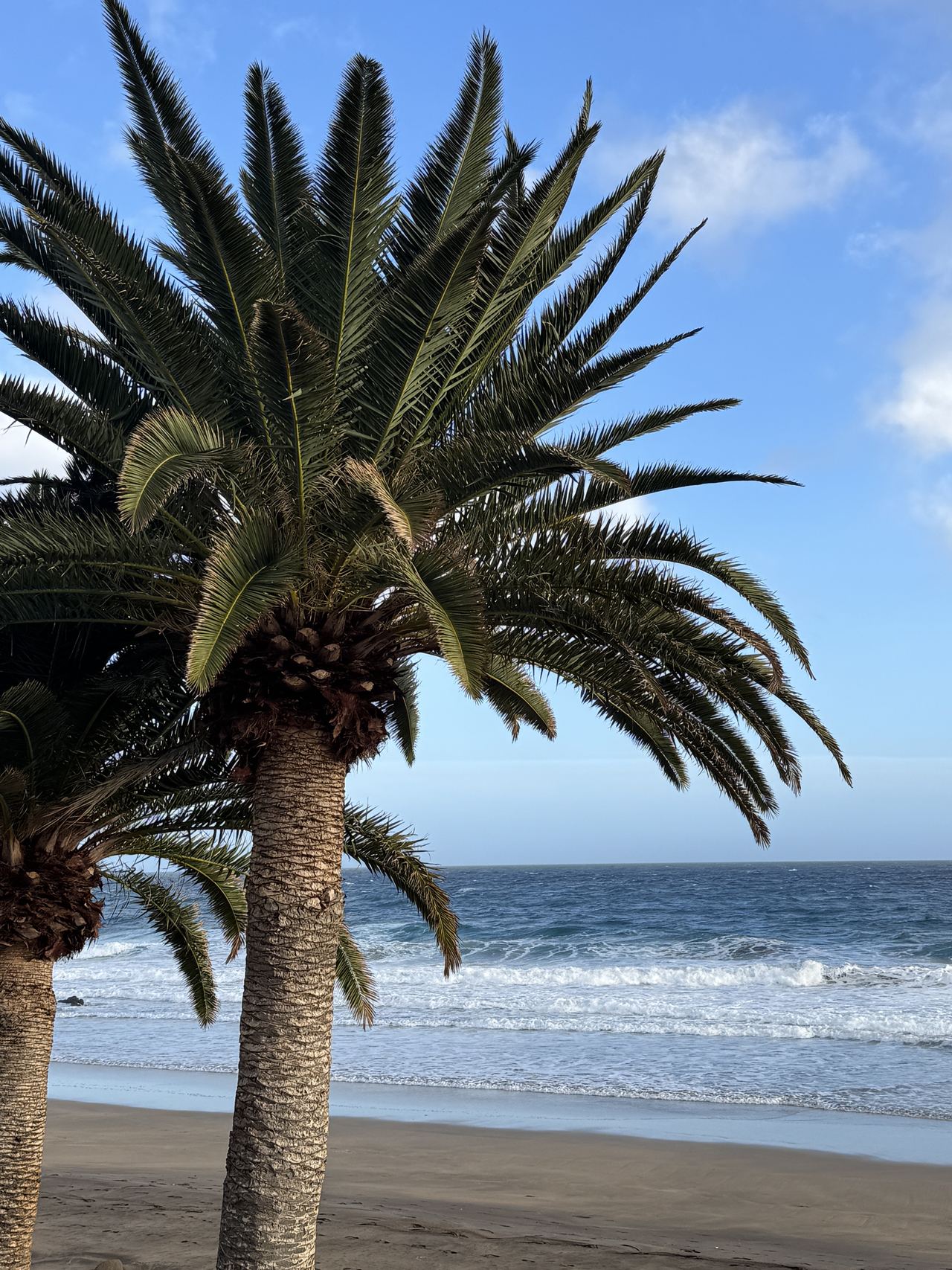 Palme vor dem Meer am Strand von Puerto del Carmen