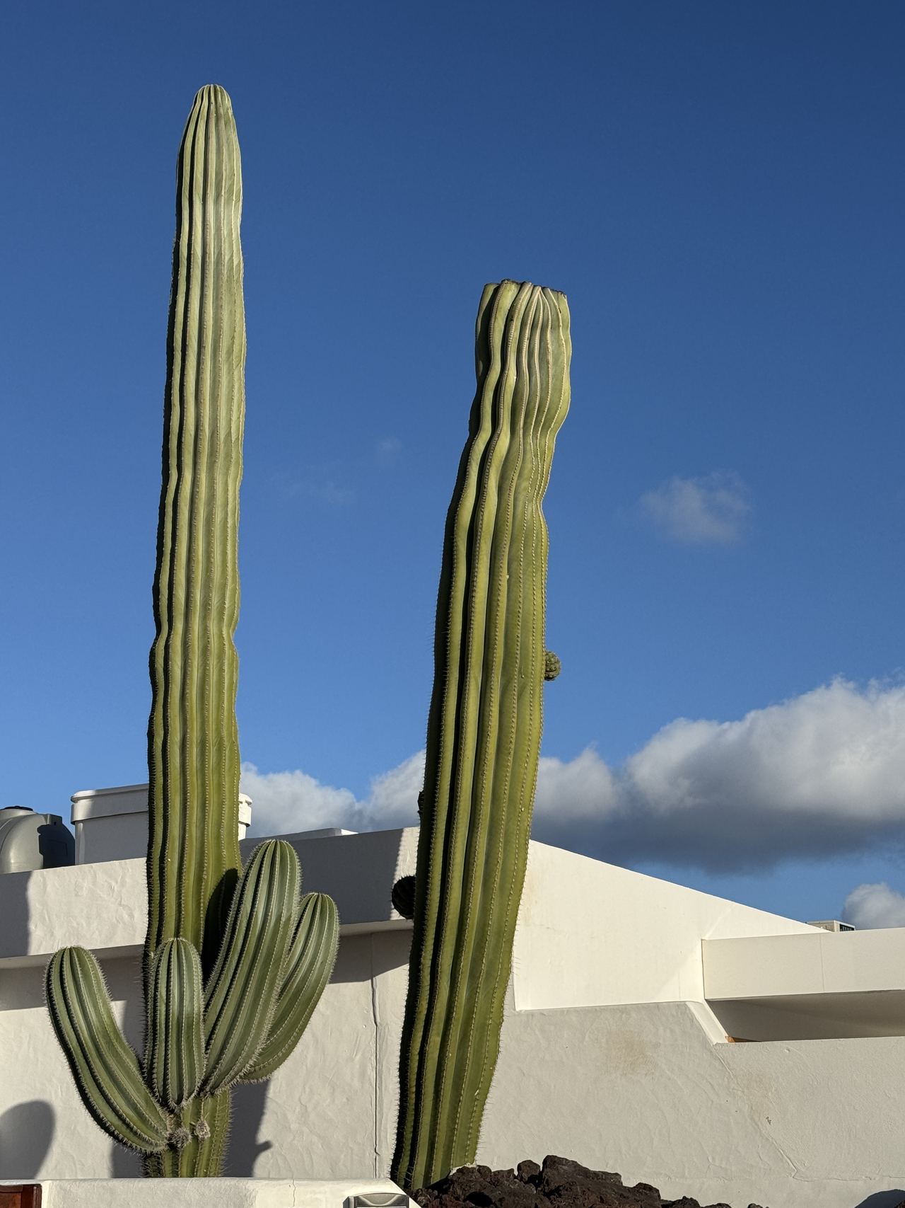 Cactus columnares frente a una casa blanca
