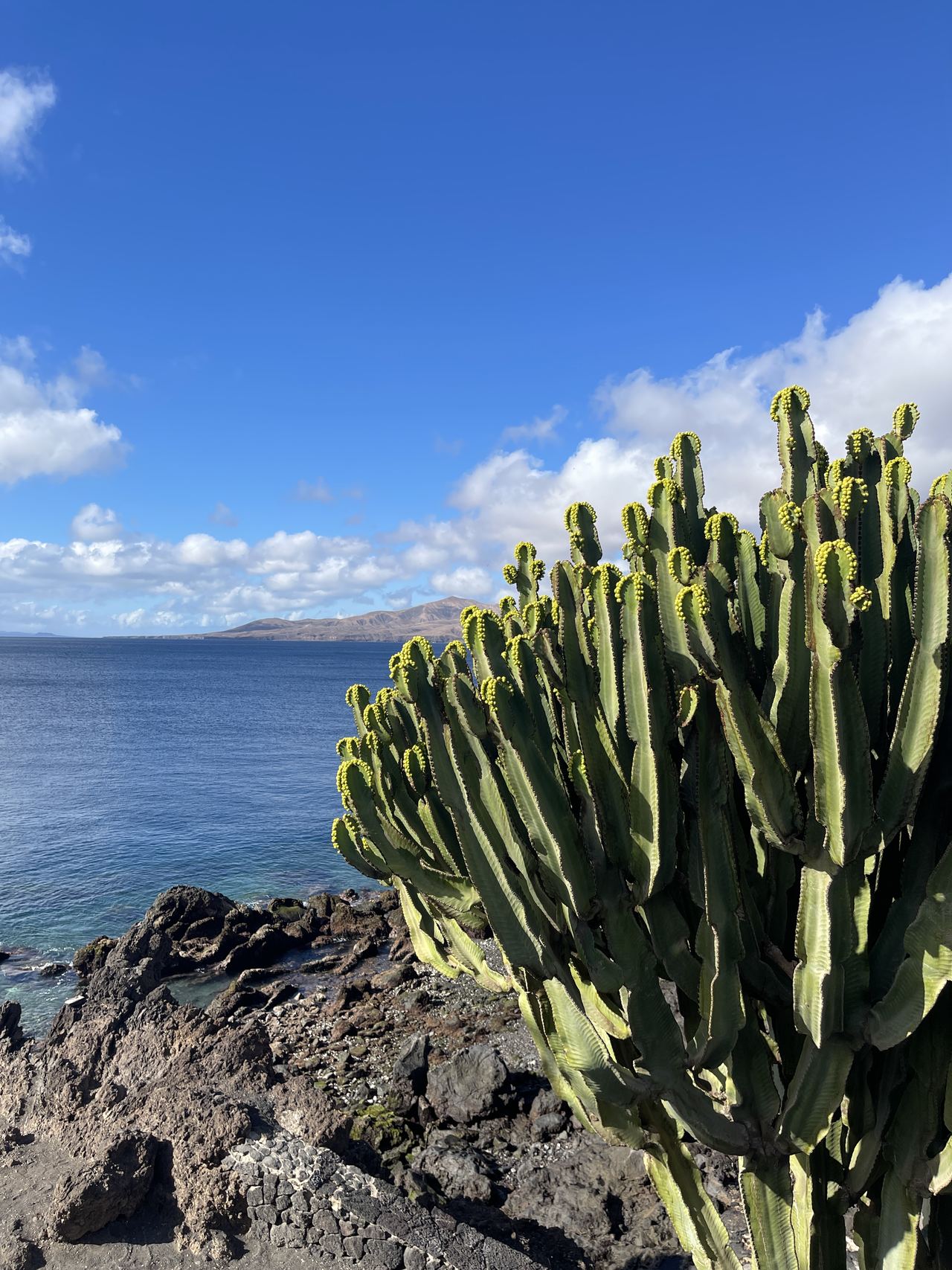 Cardón canario sobre rocas de lava junto al mar